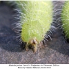maniola jurtina larva4c